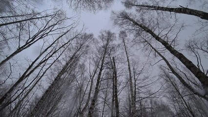 Wall Mural - Trees in the winter park. Birch trees in the winter forest. Sunny, January day. Day. Russia. Winter.