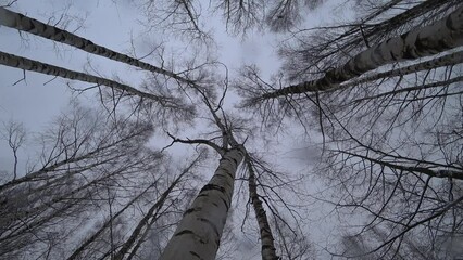 Wall Mural - Trees in the winter park. Birch trees in the winter forest. Sunny, January day. Day. Russia. Winter.