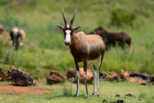 Beautiful Blesbok Antelope With Fully Grown Horns And White Face.
Standing And Grazing In The Gorgeous Lush Green Bushveld Of South Africa