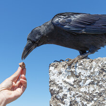 Feeding A Wild Crow