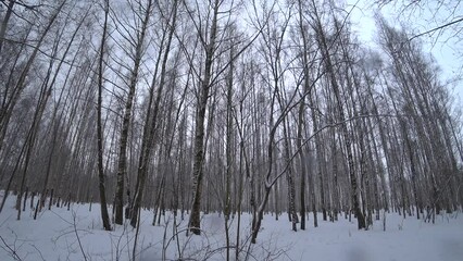 Wall Mural - Trees in the winter park. Birch trees in the winter forest. Sunny, January day. Day. Russia. Winter.
