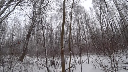 Wall Mural - Trees in the winter park. Birch trees in the winter forest. Sunny, January day. Day. Russia. Winter.