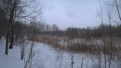 Wall Mural - Trees in the winter park. Birch trees in the winter forest. Sunny, January day. Day. Russia. Winter.