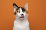 Fototapeta Mapy - hungry white calico tricolor cat licking lips waiting for food looking at camera on orange background with copy space