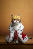Fototapeta Koty - cute cat wearing king costume and crown looking majestic and royal with copy space