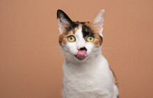 Hungry White Calico Tricolor Cat Licking Lips Waiting For Food Looking At Camera On Beige Or Light Brown Background With Copy Space