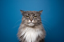 Gray White Cat Portrait Looking At Camera Angry Or Displeased On Blue Background