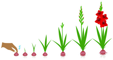 Canvas Print - Cycle of growth of a gladiolus plant isolated on a white background.