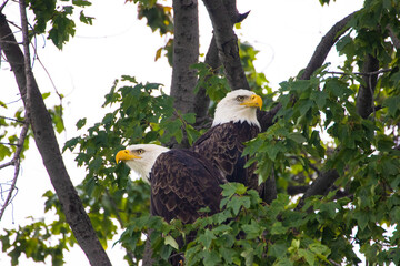 Poster - A closeup of an eagle in Montezuma National Wildlife Refuge