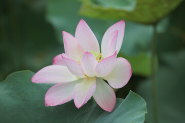 Wall Mural -  lotus bloom in the pond at rain day