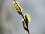 Fototapeta Dmuchawce - willow catkins in spring
