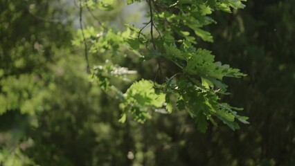 Wall Mural - Slow motion green oak leaves swaying on a wind