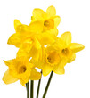 Bouquet of yellow narcissus flowers