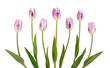 Seven beautiful lilac tulips