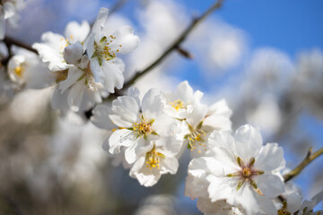 Wall Mural - White Almond blossom flower against a blue sky, vernal blooming of almond tree flowers in Spain, spring, almond nut close up with flowers