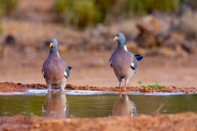 Common Wood Pigeon Drinking Water In A Pond