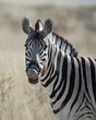 Zebra Hengst zeigt typisches Flehmen Verhalten (Hochformat)