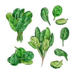 Wall Mural - Hand drawn fresh spinach. Set sketches with spinach leaves and spinach bunch.  Vector illustration isolated on white background.