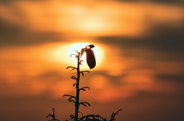 sunset reverse light sun after sunset blue hours tree people lighthouse birds watching sunset taking photo landscape