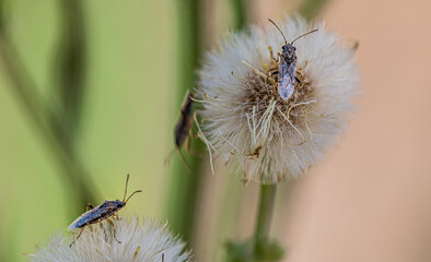 Canvas Print - A macro shot of an insect