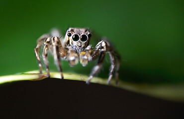 Wall Mural - A macro shot of a spider