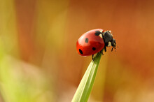 Ladybug On Grass