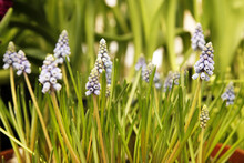 Muscari Flowers, Muscari Armeniacum, Grape Hyacinths Spring Flowers Blooming In April And May. Muscari Armeniacum Plant With Blue Flowers