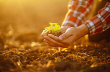 Сlose Up Hand Of Person Holding Abundance Soil With Young Plant. Concept Green World Earth Day. Agriculture, Gardening Or Ecology Concept
