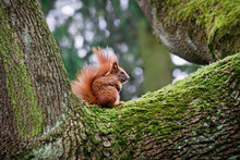 Red Squirrel Sitting On A Tree Close-up