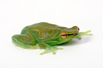 Sticker - Orinoco lime treefrog, greater hatchet-faced treefrog // Giftgrüner Beilnasen-Frosch (Sphaenorhynchus lacteus)