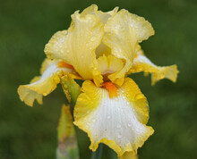 A Stunning White And Yellow Bearded Iris Caressed By The Rain. 