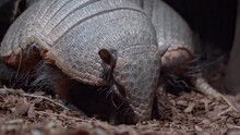 The big Hairy Armadillo or large Hairy Armadillo (Chaetophractus Villosus) Is One Of The Largest And Most Numerous Armadillos In South America.