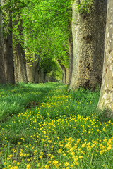 Rows of trees in forest