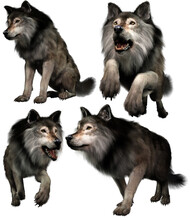 Wolves In Various Poses 3D Renders