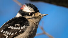 Downy Woodpecker On A Branch