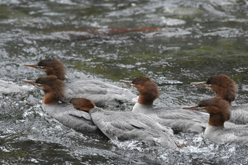 A flock of common mergansers swim together in the fast, clear water of Alaska's Russian River.