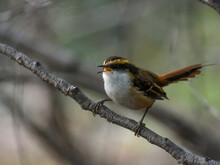 Thorn-tailed Rayadito (Aphrastura Spinicauda) Perching In The Wild