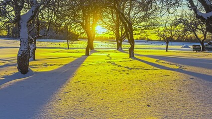 Wall Mural - At sunset tree trunks throw their shadows on the land covered with fresh snow