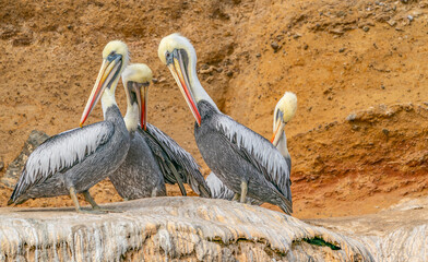 Party of brown pelicans