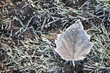 Samotny liść pokryty delikatnie śniegiem makro