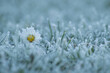 stokrotka makro śnieg zima łąka kwiat