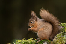 Red Squirrel (sciurus Vulgaris) With Bushy Tail Near Hawes In The Yorkshire Dales, England. Wild Cute Fluffy Animal But An Endangered Species. 