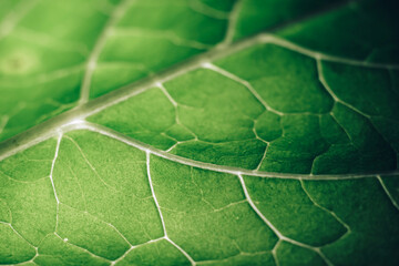 Aufkleber - Beautiful leaf on a black pattern background texture for design. Macro photography view...