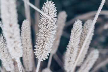 Poster - Close up frozen wild grass of a wild greater. Nature background pattern texture for design.