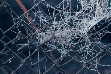 Poster - Frozen spider web background winter. Frozen nature. A cobweb on the grass in a woods covered by iced frost..