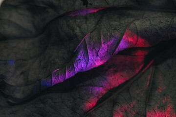 Poster - Close up Beautiful abstract leaf in neon light. Minimalism modern style concept. Background pattern for design. Macro photography view.