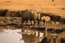A Horizontal Photograph Of A Mother Rhino And Her Calf, Drinking At A Waterhole At Sunset, With Their Bodies Reflecting In The Still Water, Madikwe Game Reserve, South Africa.
