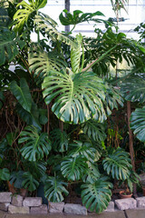  Tropical orangery interior with evergreen monstera grow inside. Old greenhouse with deciduous exotic plants, green leaves. Glasshouse or botanical garden. Cultivating plants for trendy home gardening