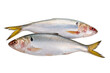 Konoshiro dotted gizzard shad, raw fish isolated on white background