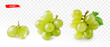 Set of green grape isolated on white. Realistic vector illustration of yellow grape.